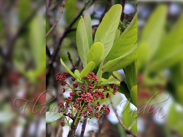 Nilgiri Daphne-Leaf